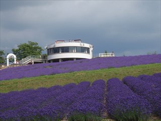 北海道上富良野町公式（行政）ホームページ｜日の出公園ラベンダー園