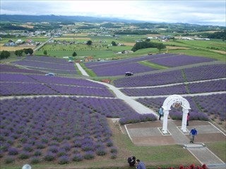 17.ラベンダー園全景が見られます