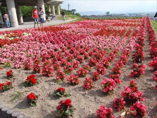 15.展望台の周りには花壇があります