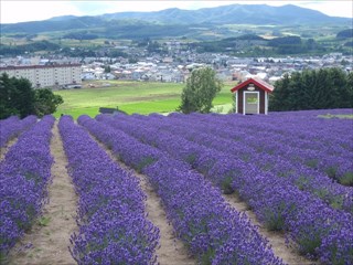 29.どうですラベンダー好きになりました？