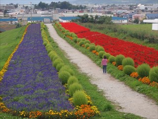 54.9月ごろの花です