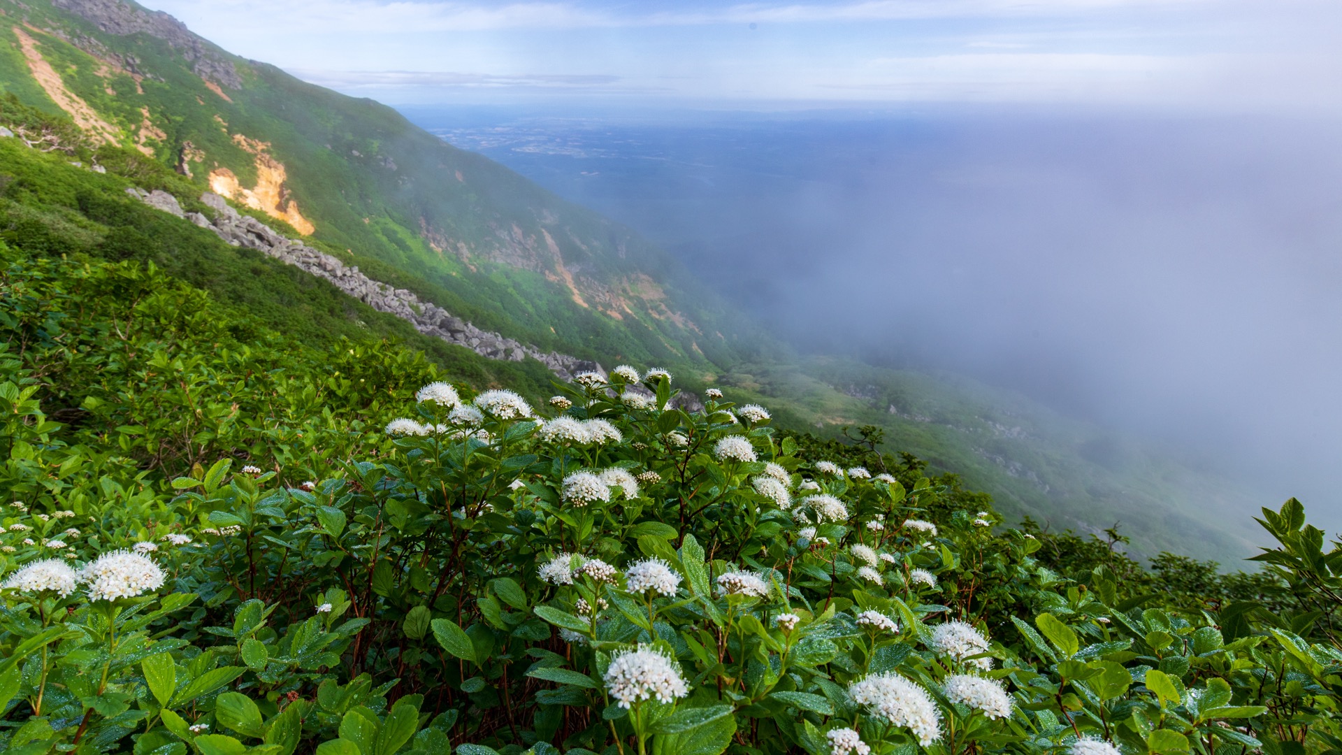 富良野岳の高山植物